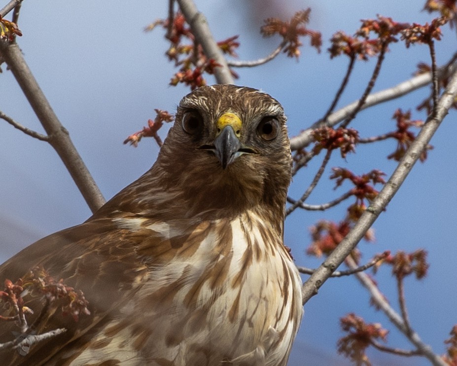 Red-tailed Hawk - ML617045855