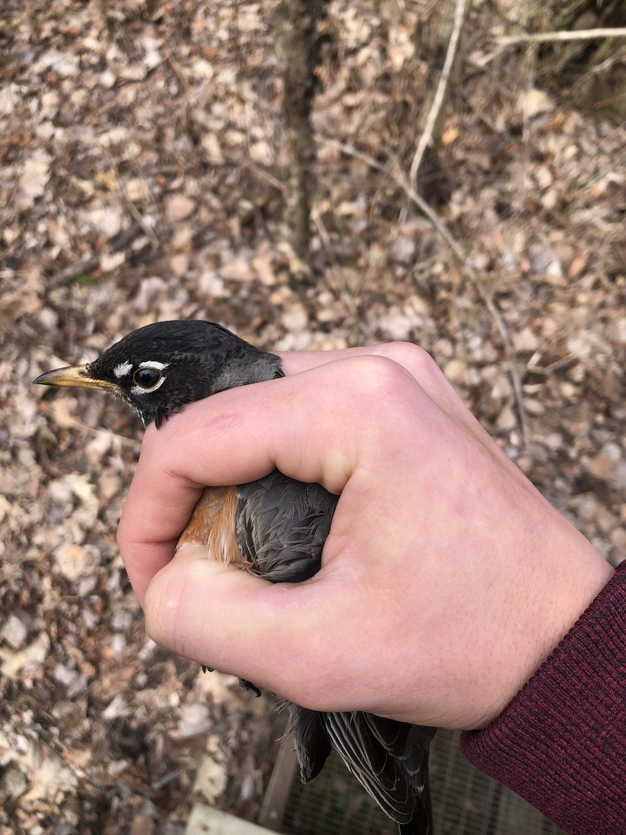 American Robin - ML617045871