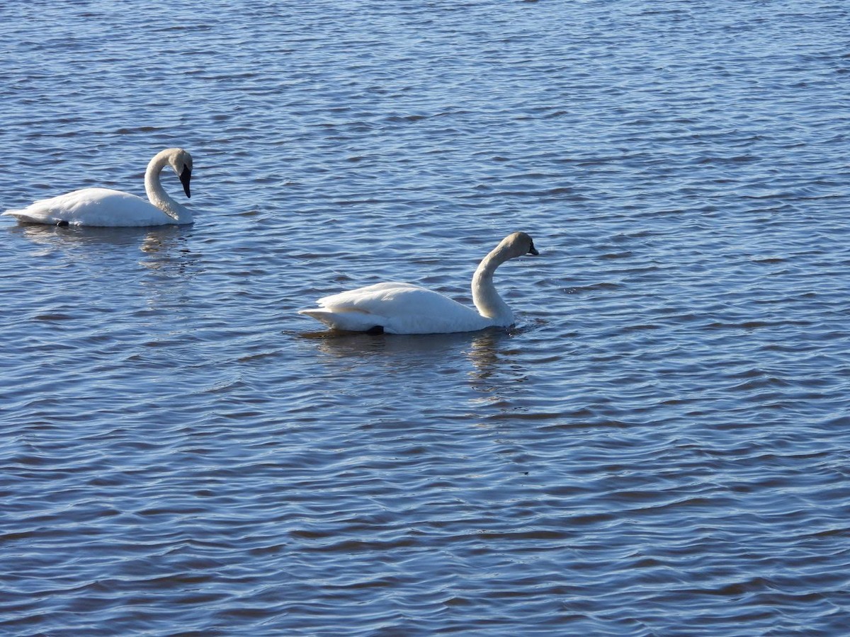 Trumpeter Swan - Stephanie Bishop