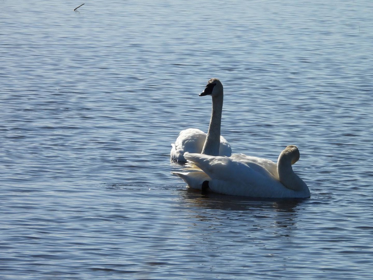 Trumpeter Swan - Stephanie Bishop