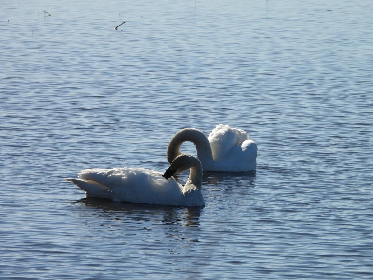 Trumpeter Swan - Stephanie Bishop