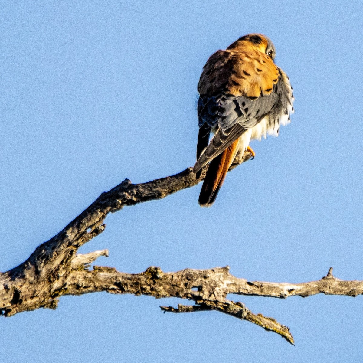 American Kestrel - ML617045935