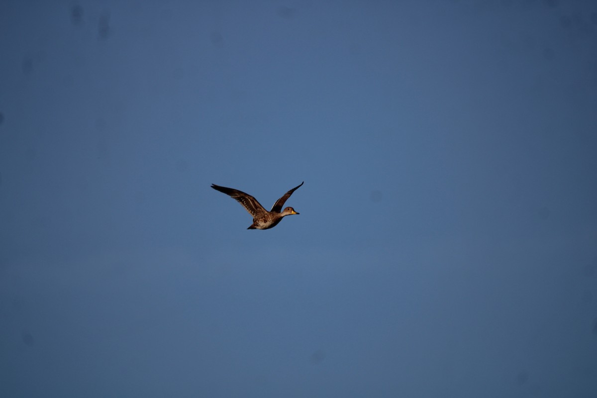 Yellow-billed Pintail - ML617045940