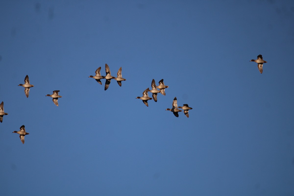 Yellow-billed Teal - ML617045949