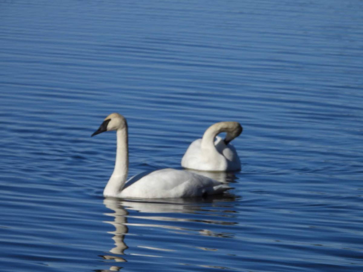 Trumpeter Swan - Stephanie Bishop