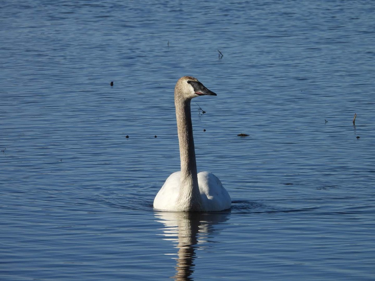 Cygne trompette - ML617045992