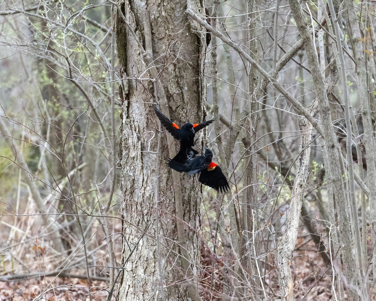 Red-winged Blackbird - ML617045997