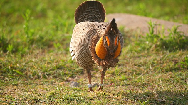 Tétras des prairies (attwateri) - ML617046008