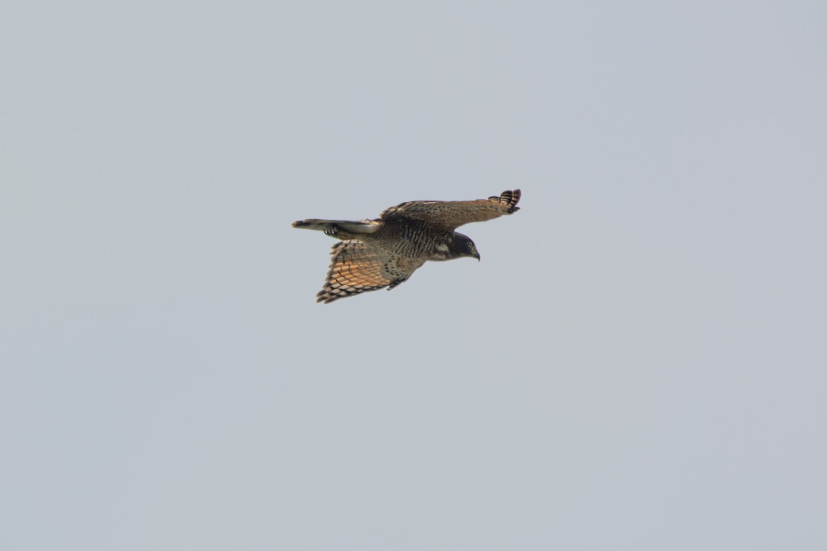 Roadside Hawk - ML617046012