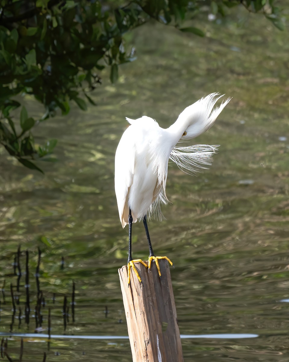 Snowy Egret - Mike Yough