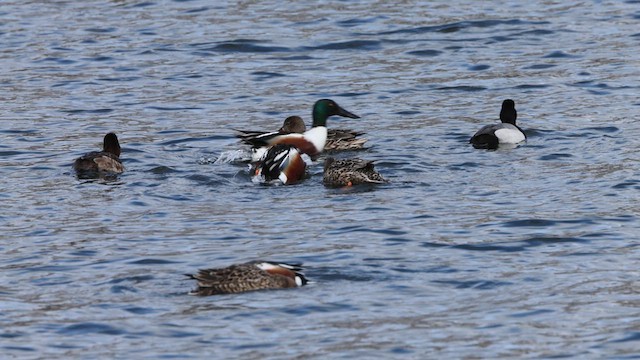 Northern Shoveler - ML617046024