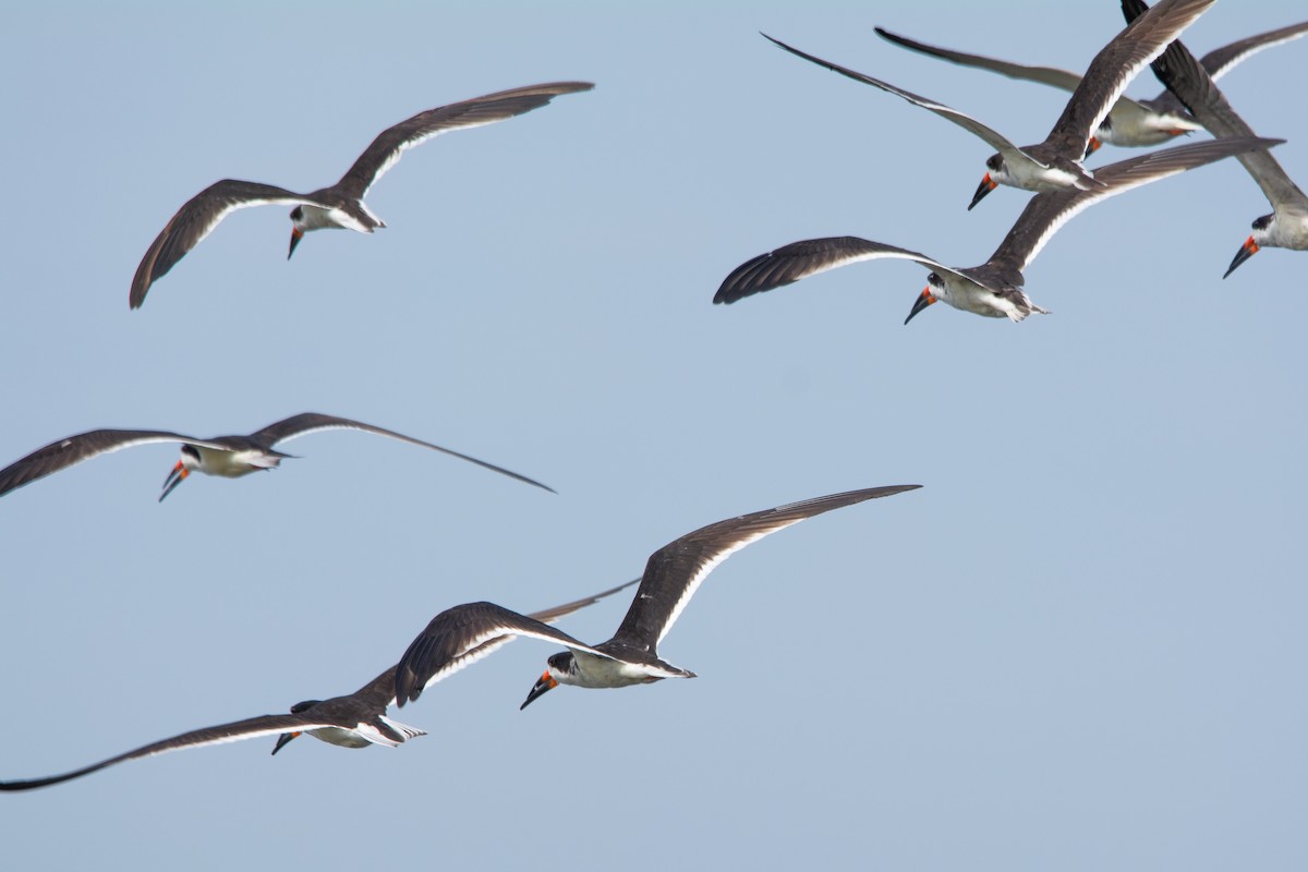 Black Skimmer - FABRICIO GRIGOLIN