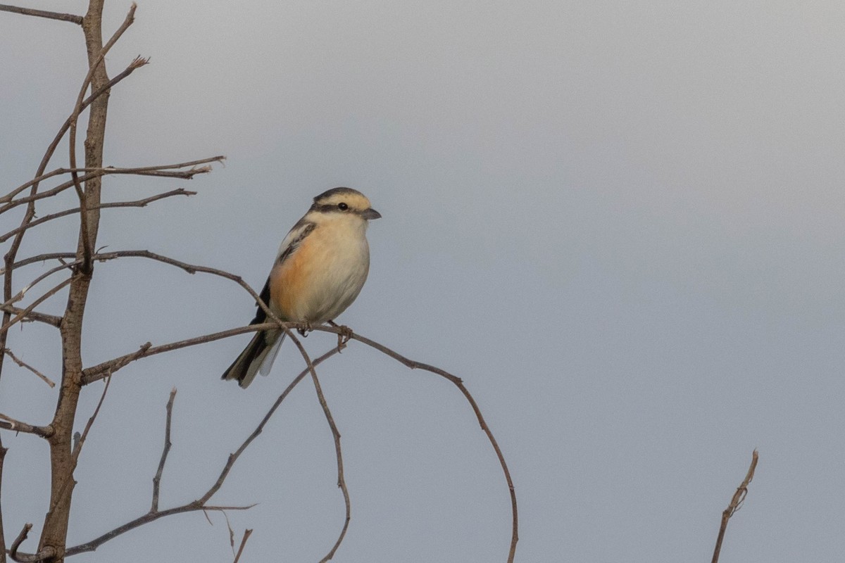 Masked Shrike - ML617046030