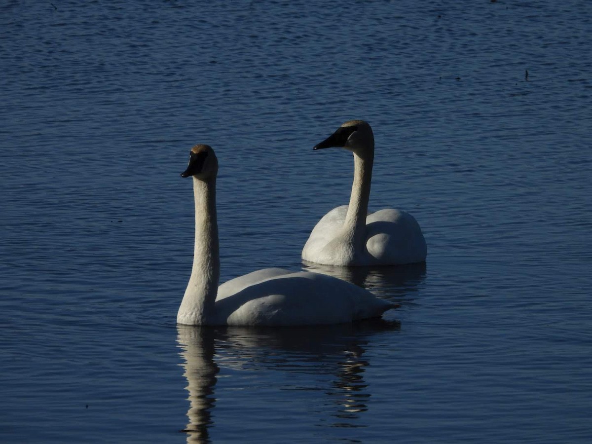 Cisne Trompetero - ML617046039