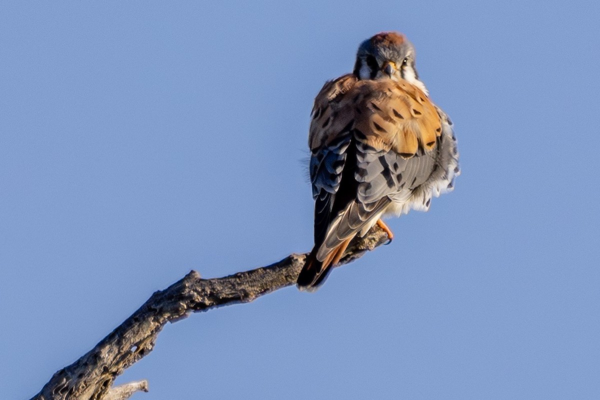 American Kestrel - ML617046046