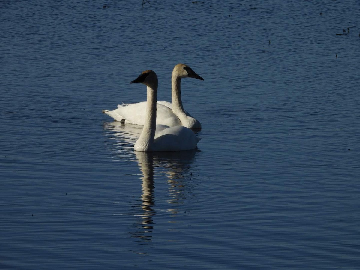 Trumpeter Swan - Stephanie Bishop