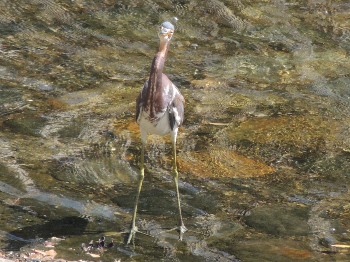 Tricolored Heron - Carolina Dávila