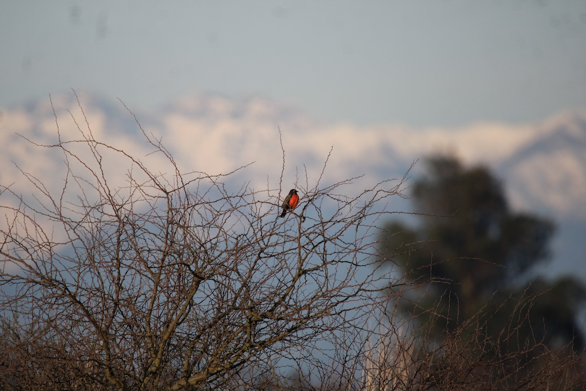 Long-tailed Meadowlark - ML617046068