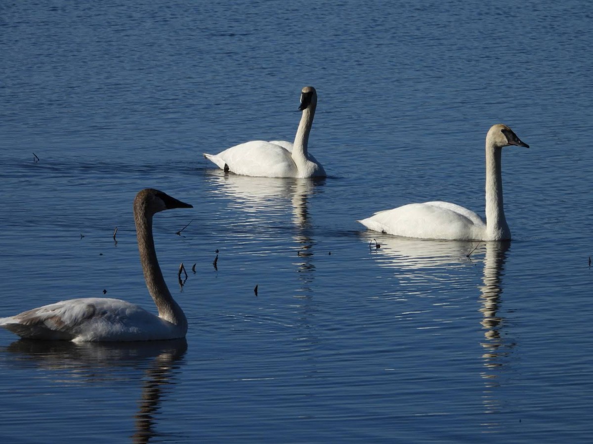 Trumpeter Swan - Stephanie Bishop