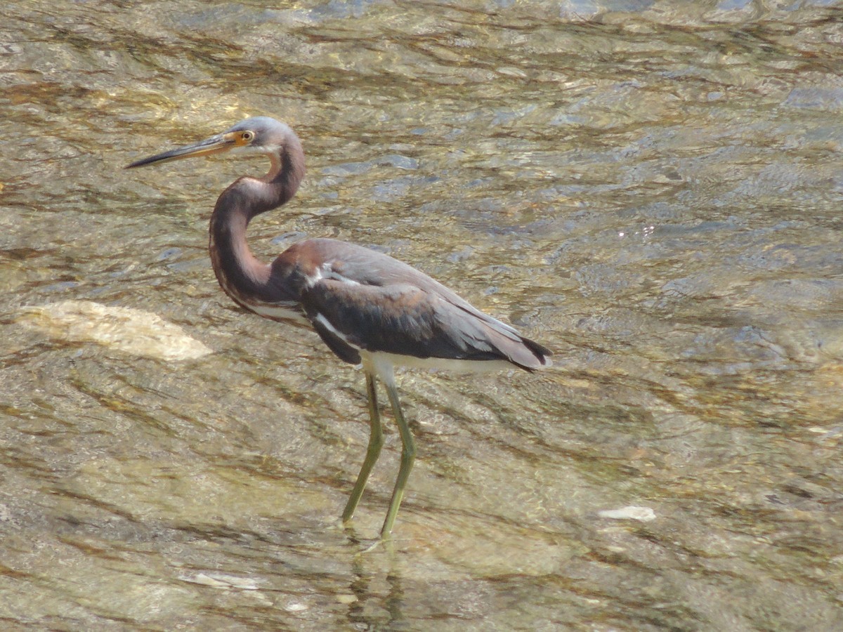 Tricolored Heron - Carolina Dávila