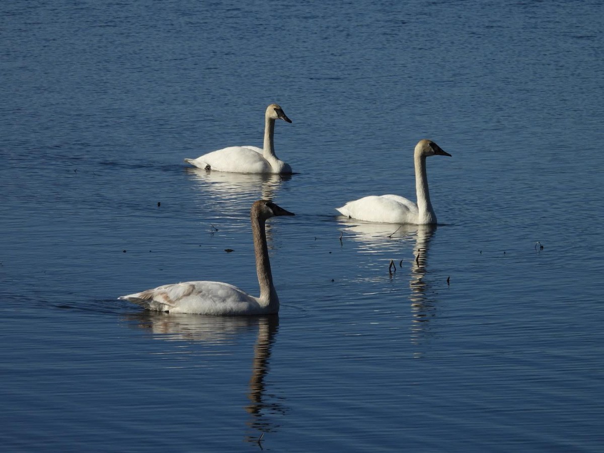 Trumpeter Swan - Stephanie Bishop