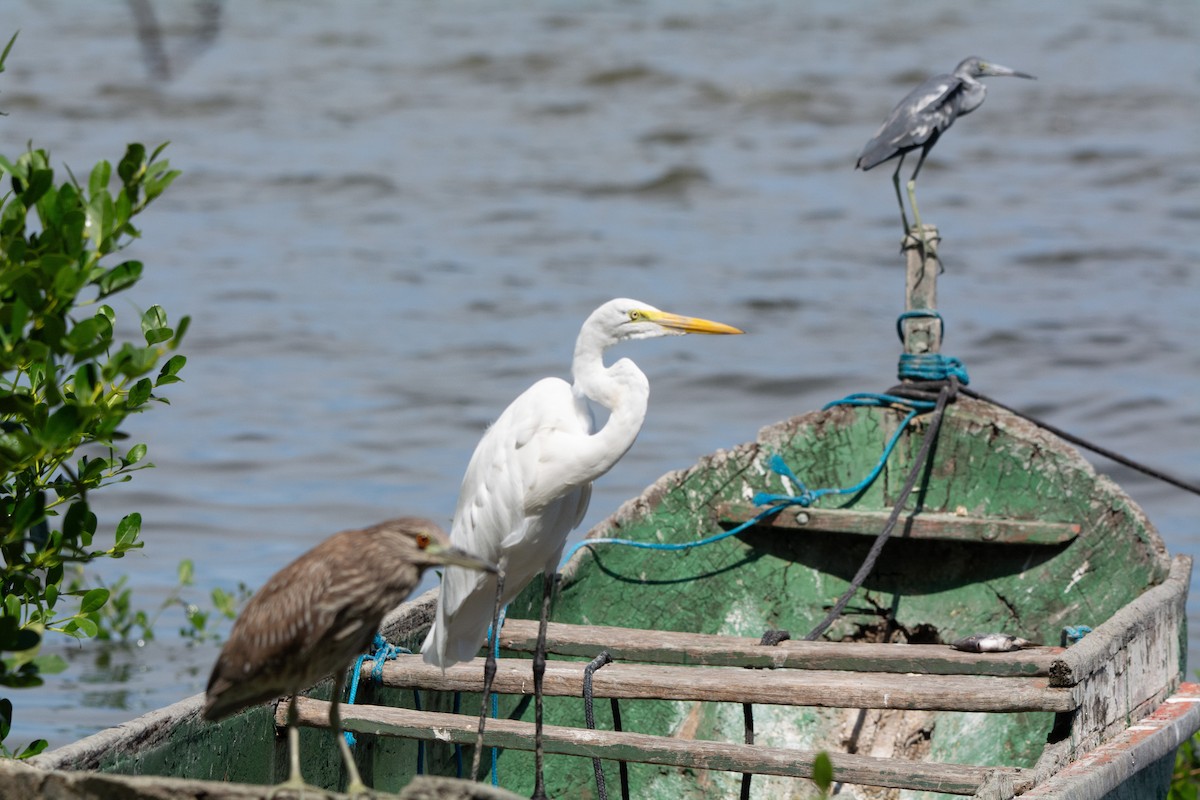 Little Blue Heron - FABRICIO GRIGOLIN