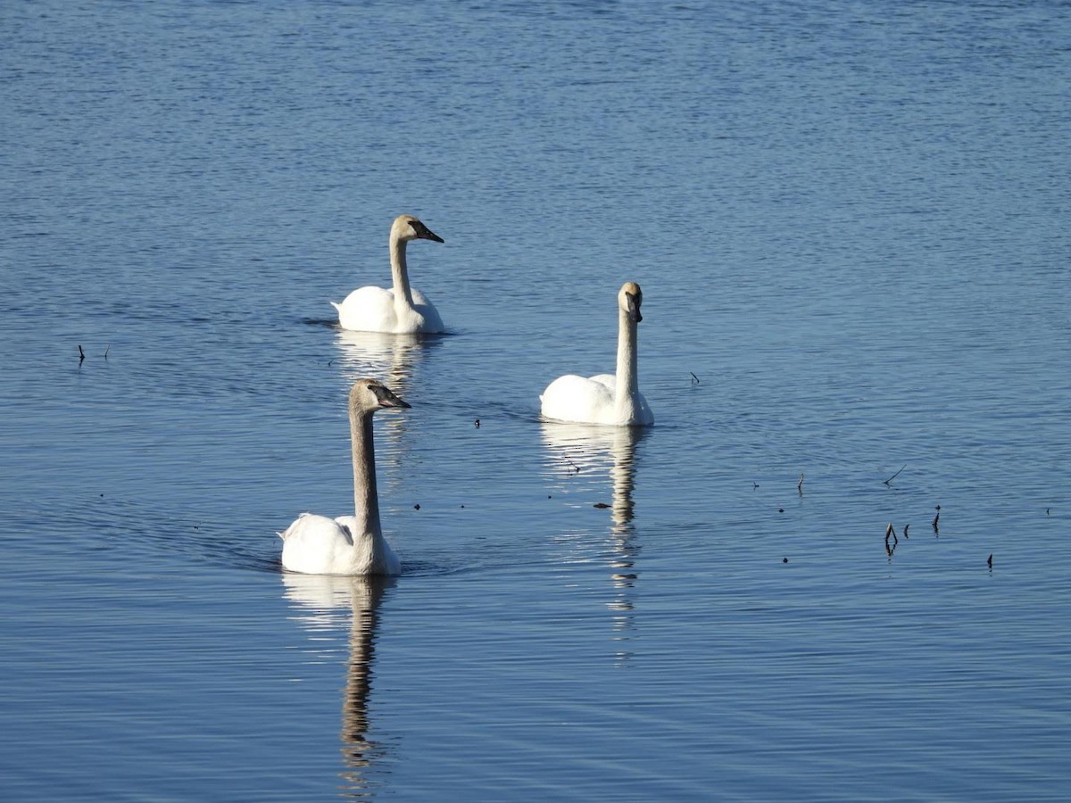 Trumpeter Swan - Stephanie Bishop