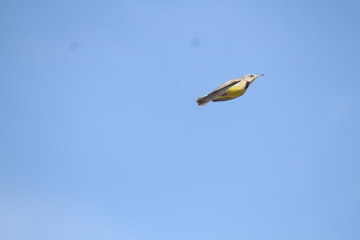 Western Meadowlark - Allan Muise