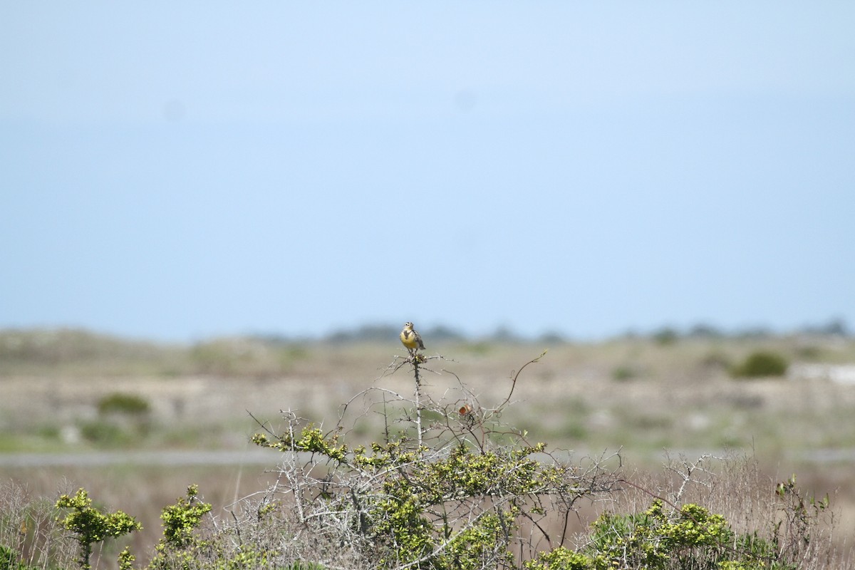 Western Meadowlark - ML617046117