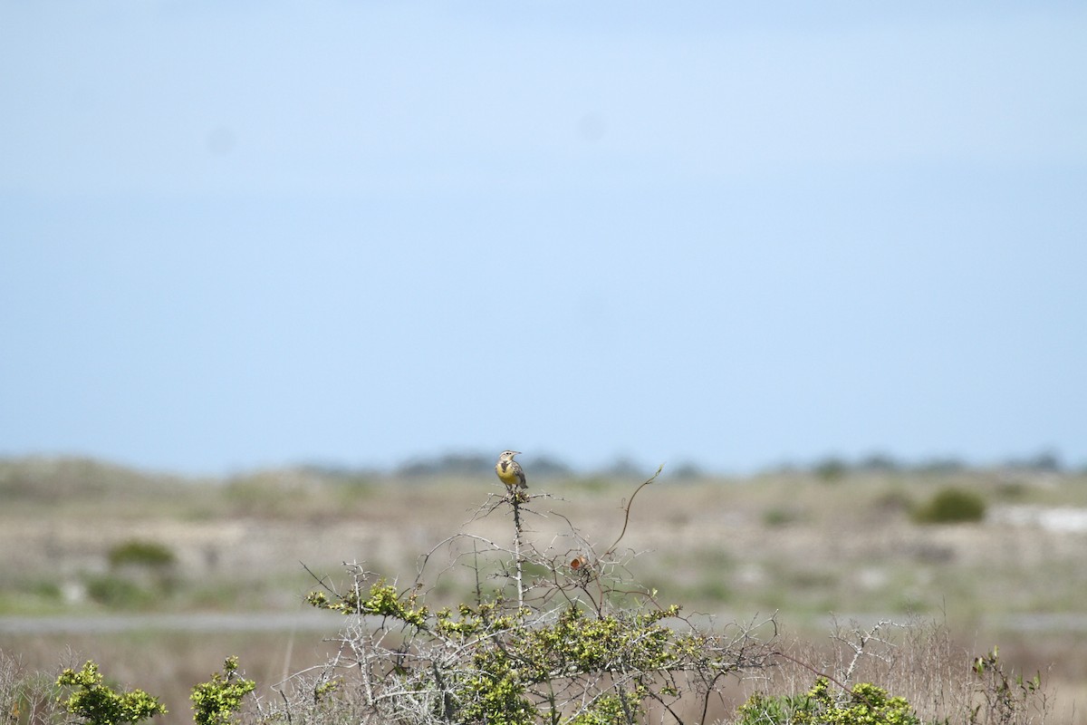 Western Meadowlark - ML617046119