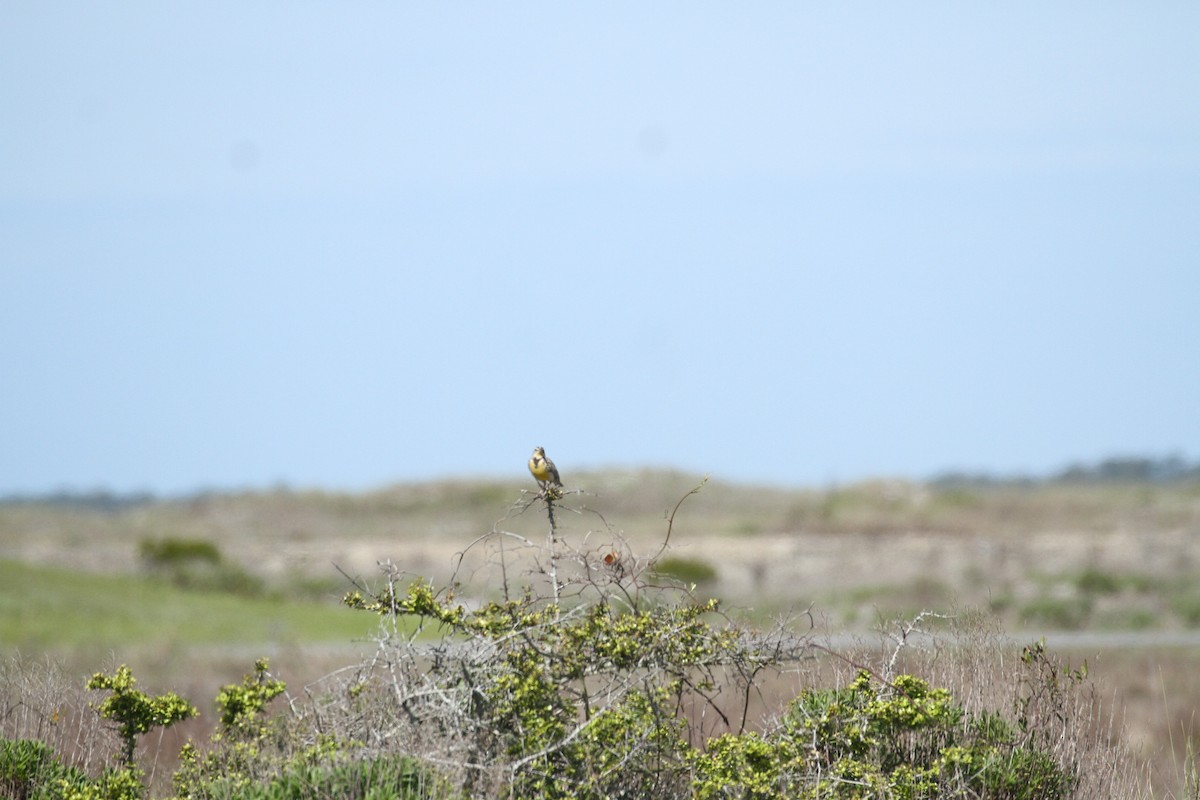 Western Meadowlark - Allan Muise