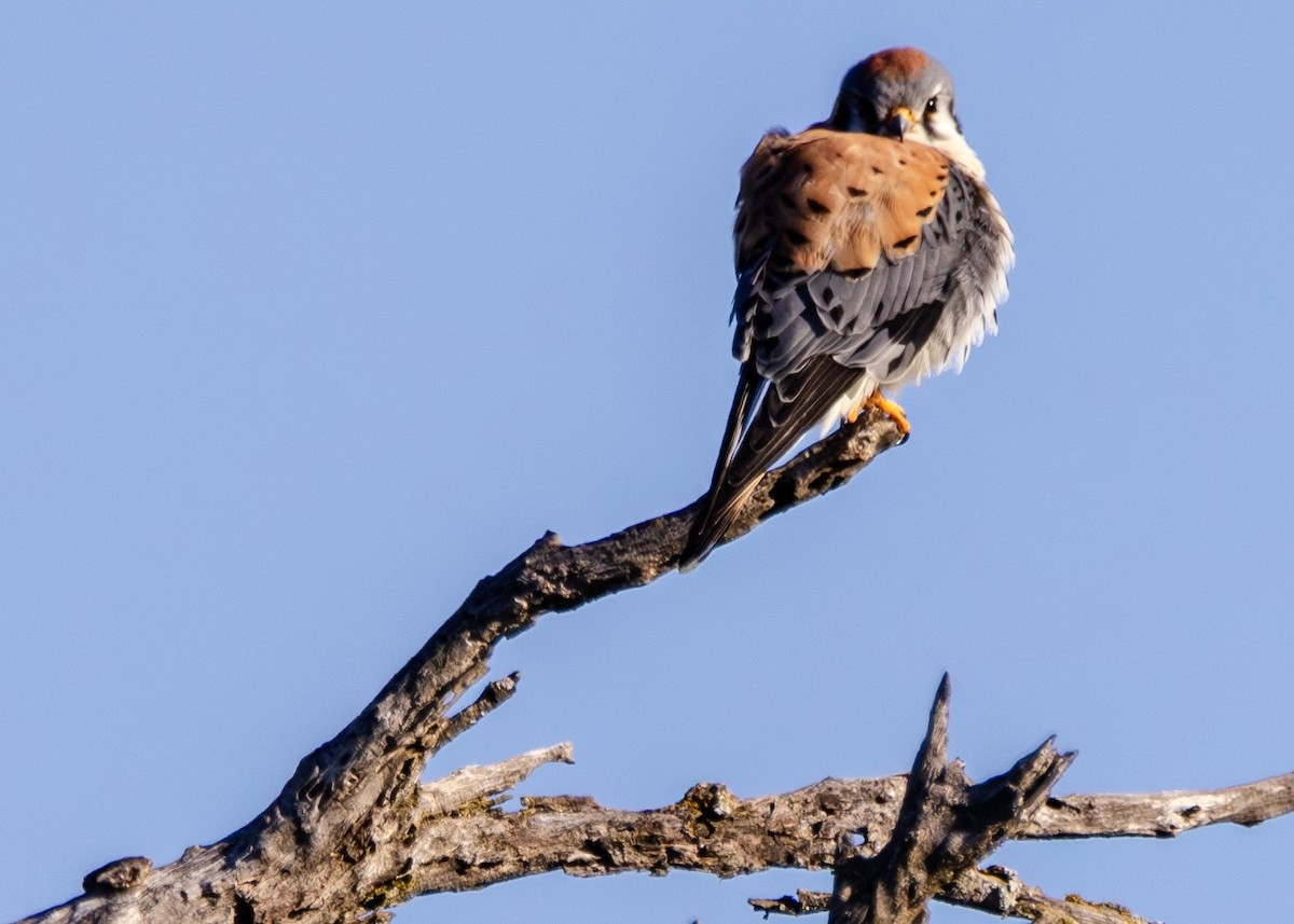 American Kestrel - ML617046143