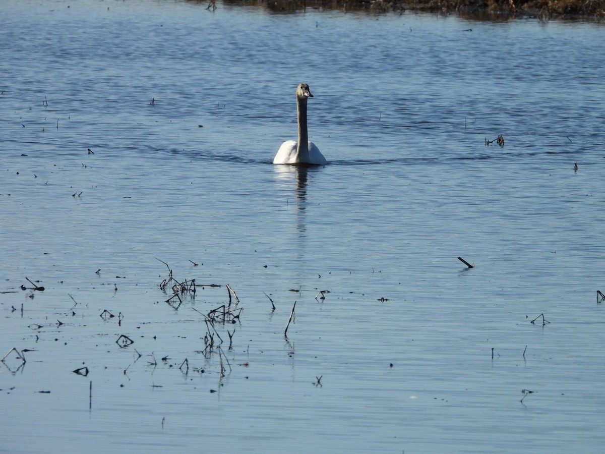 Trumpeter Swan - ML617046161