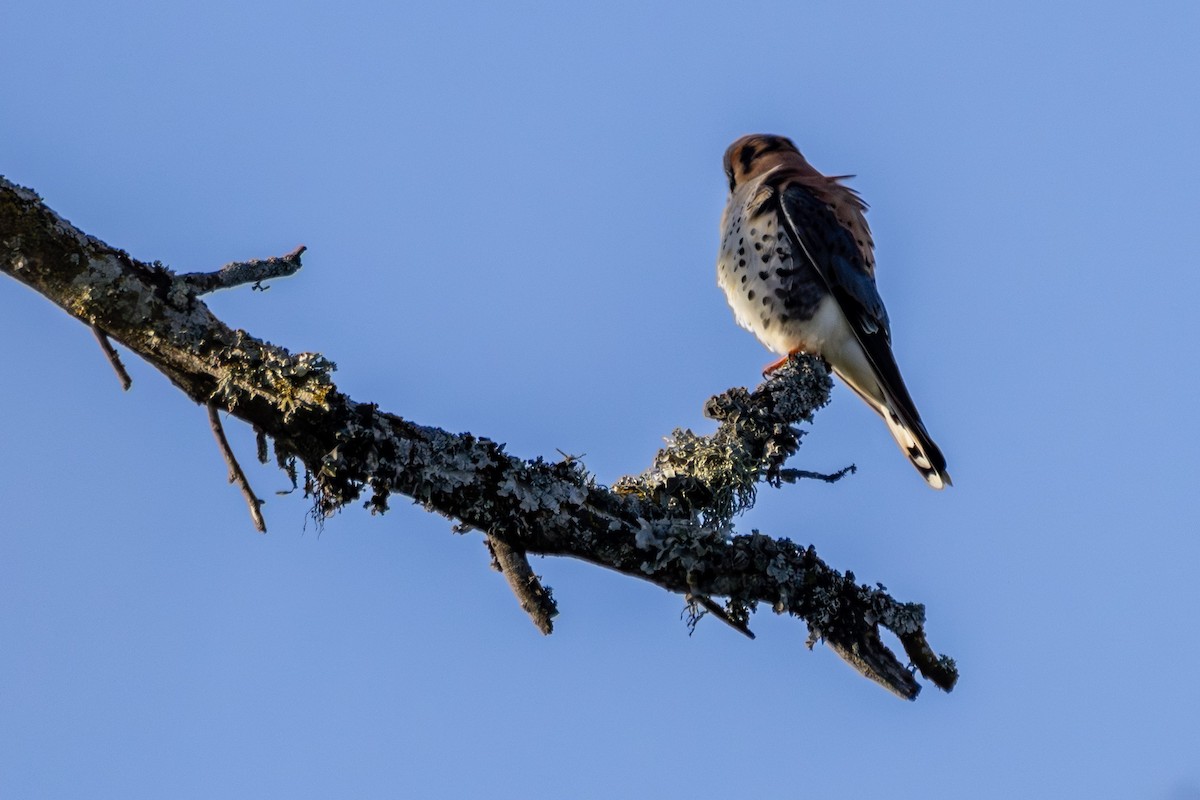 American Kestrel - Michael Gilbert