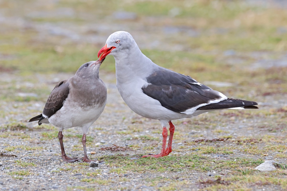 Dolphin Gull - ML617046176