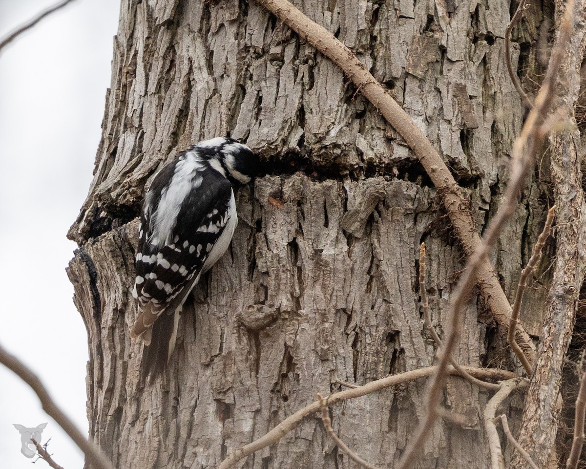 Downy Woodpecker - ML617046186