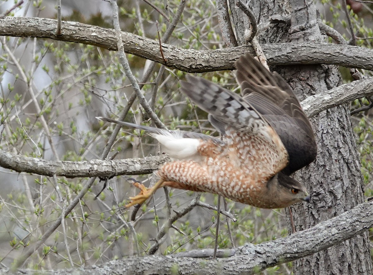 Cooper's Hawk - ML617046205