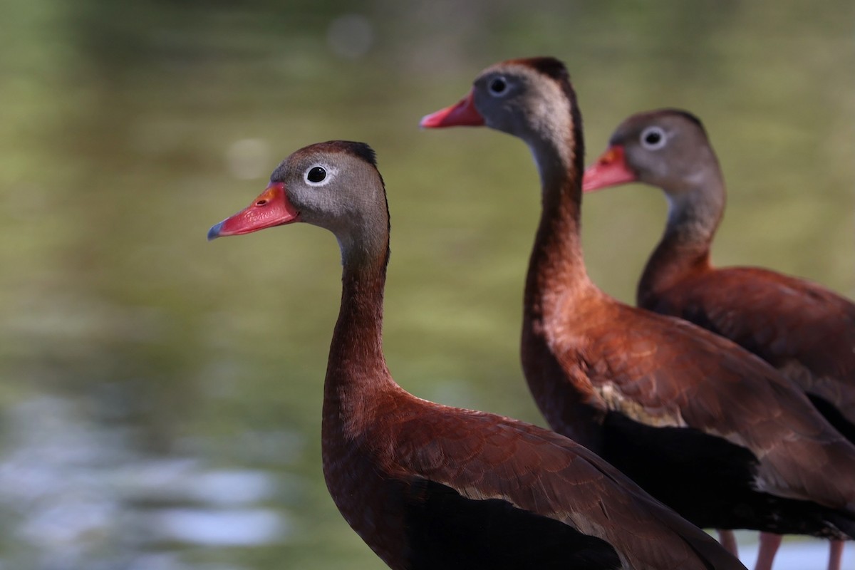 Black-bellied Whistling-Duck - Diane Morton