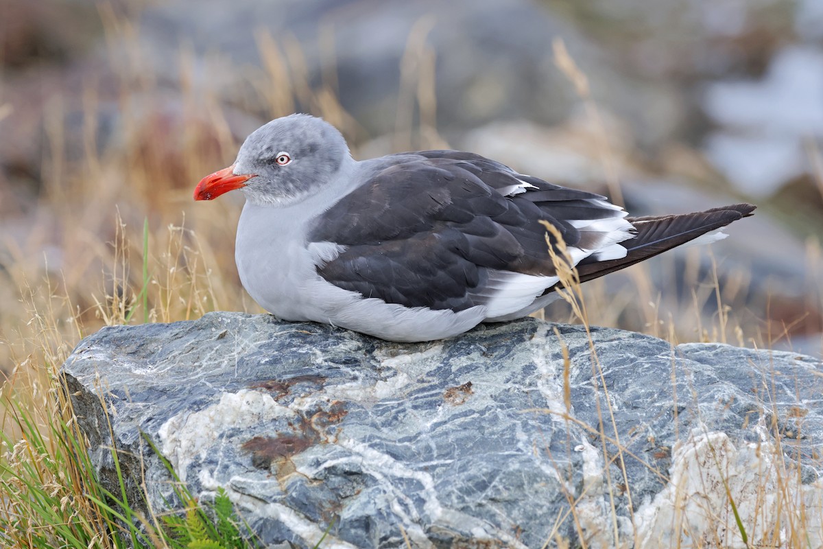 Dolphin Gull - ML617046216