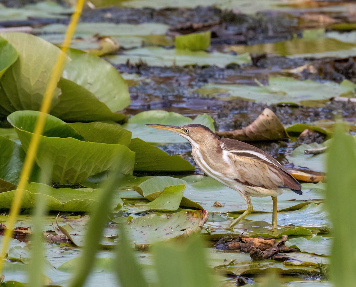 Least Bittern - ML617046237