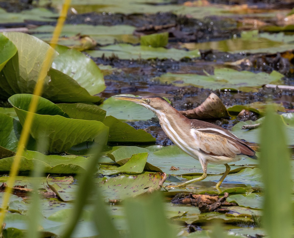 Least Bittern - ML617046238