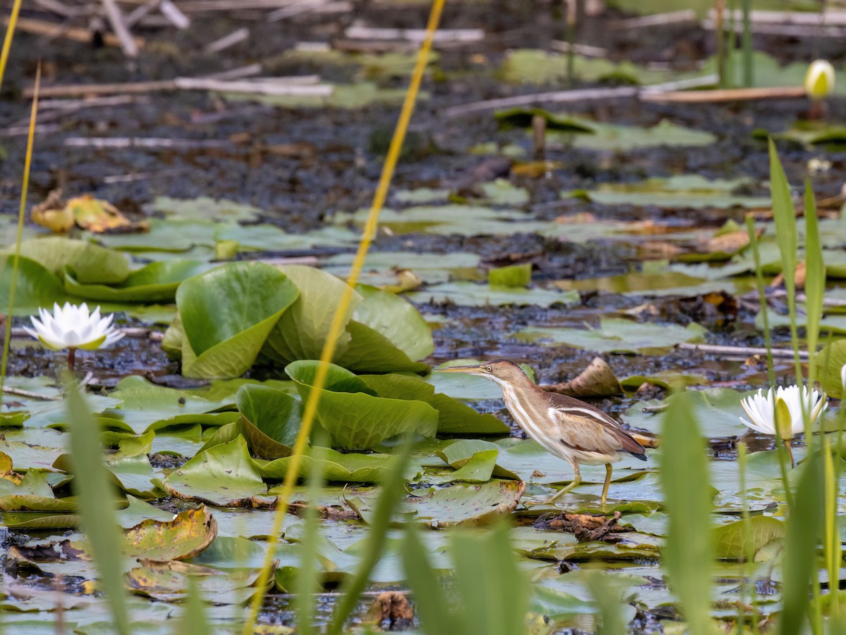 Least Bittern - ML617046239