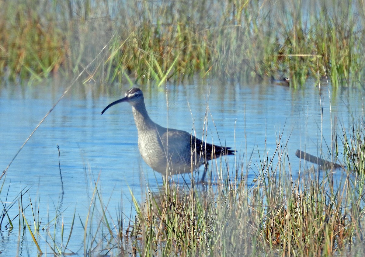 Whimbrel - Carly Wainwright