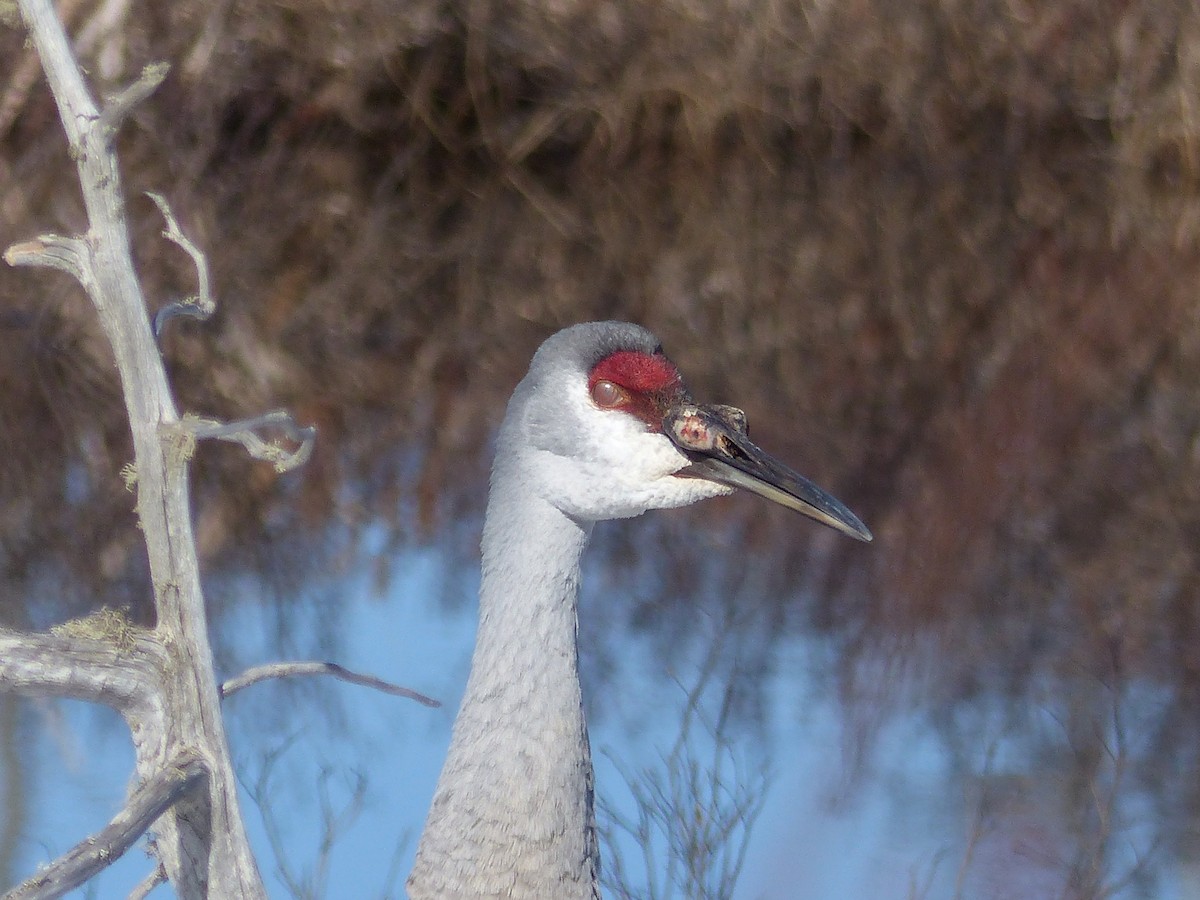 Sandhill Crane - Nancy Auer