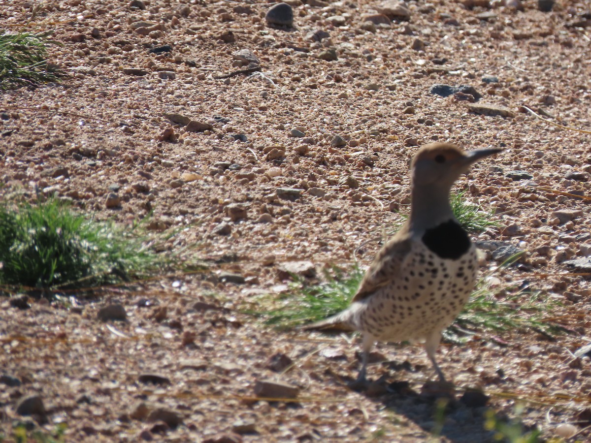 Gilded Flicker - ML617046299