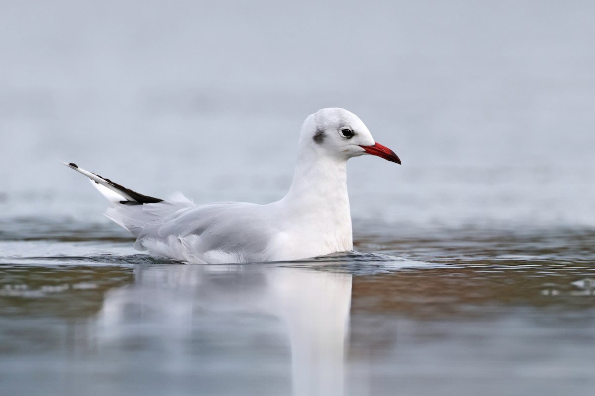 Brown-hooded Gull - ML617046326