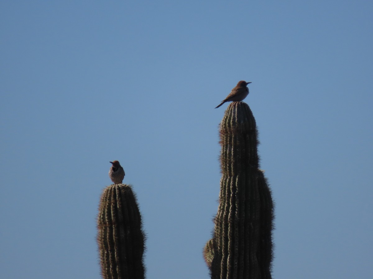 Gilded Flicker - ML617046327