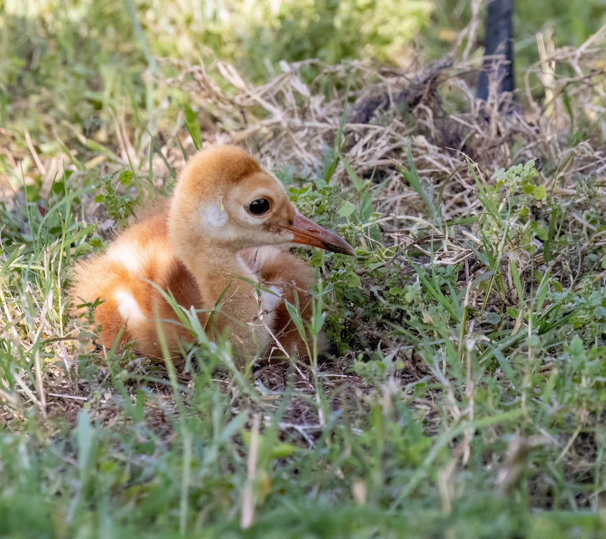 Sandhill Crane - ML617046339