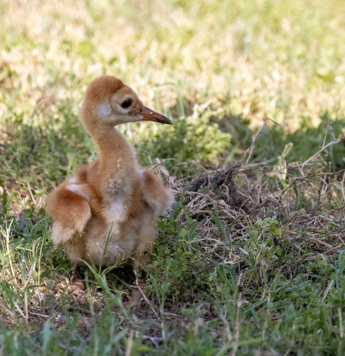 Sandhill Crane - ML617046340