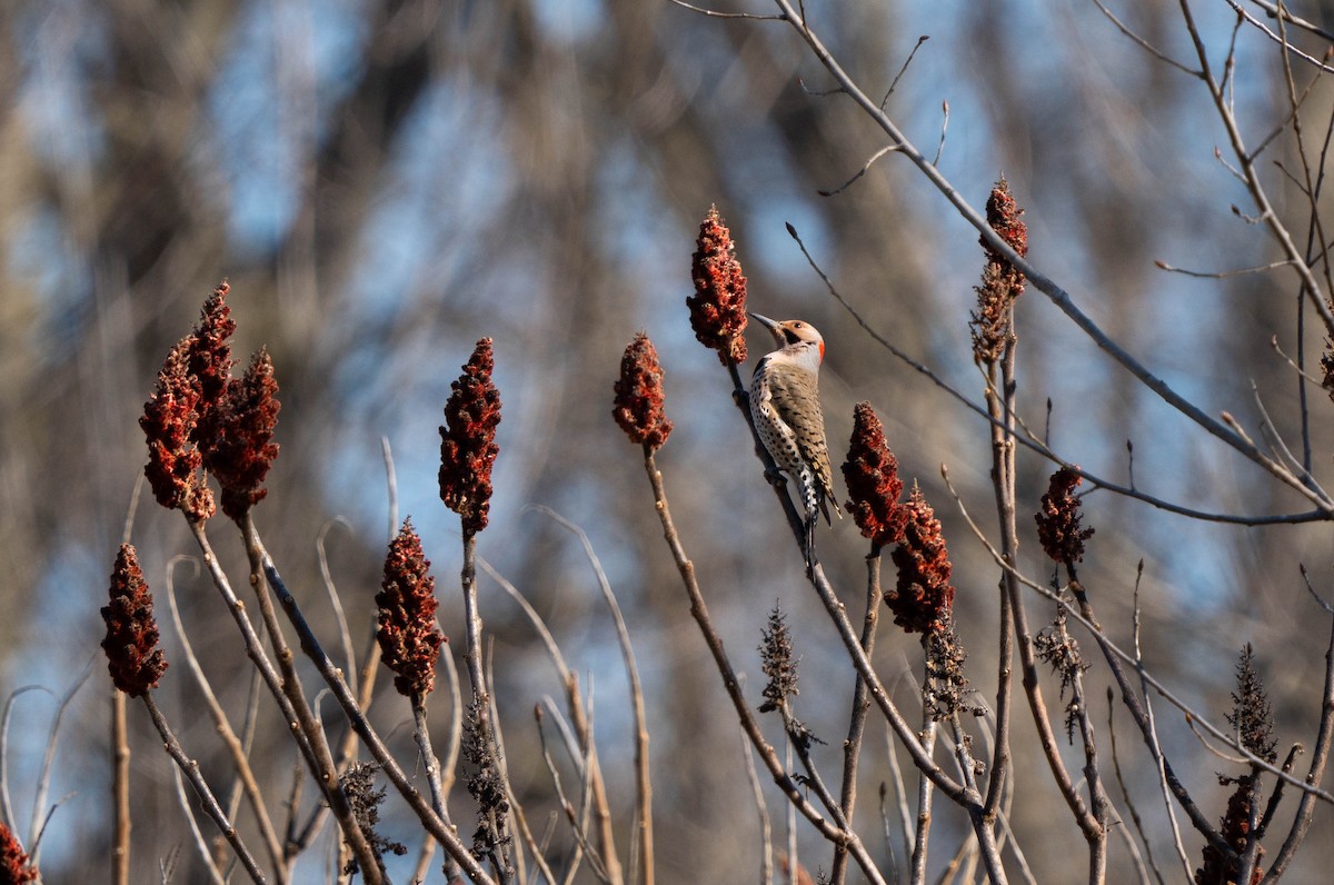 Northern Flicker - ML617046373